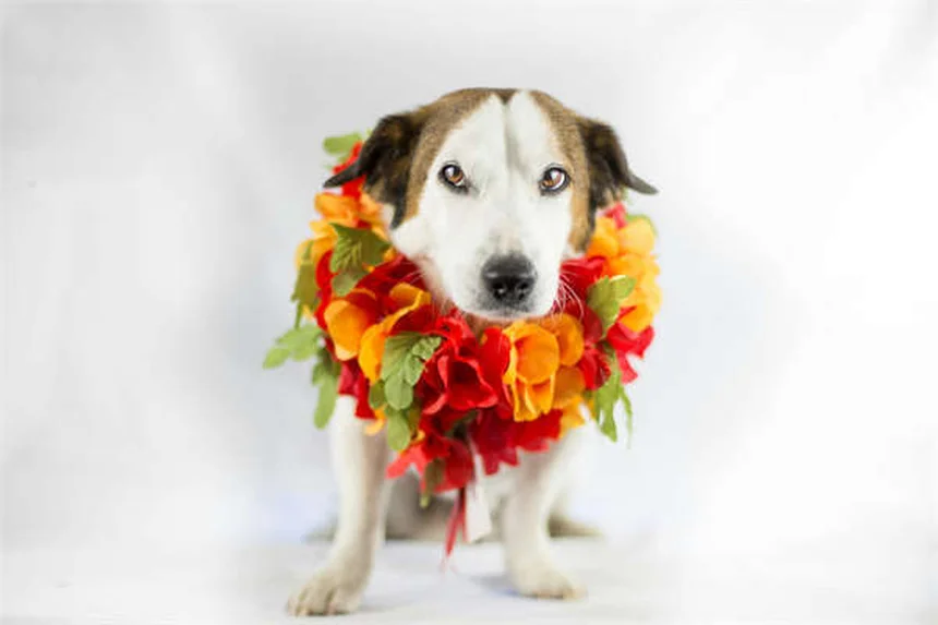 Hamster Antibiotic Dangers: 5 Warning Signs You Can't Ignore