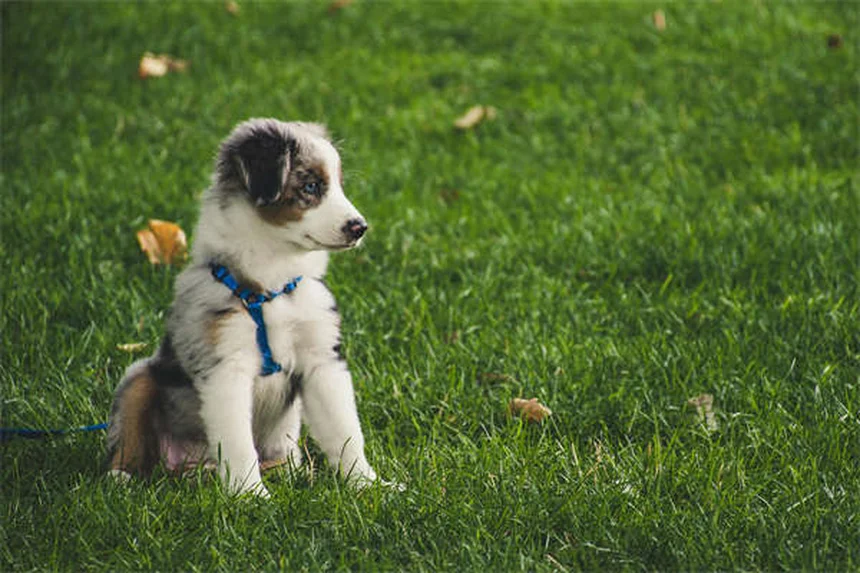 Why Is My Dog Scooting? 5 Common Causes & Quick Fixes